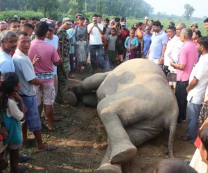 जङ्गली हात्ती मृत फेला