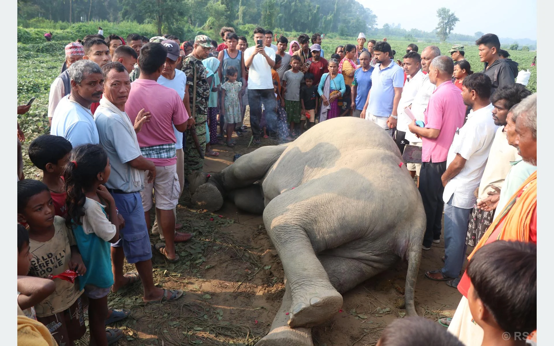 जङ्गली हात्ती मृत फेला