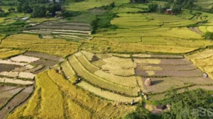 दसैँ एकातिर, धान भित्र्याउने चटारो अर्कातिर