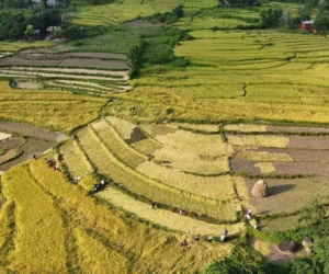 दसैँ एकातिर, धान भित्र्याउने चटारो अर्कातिर