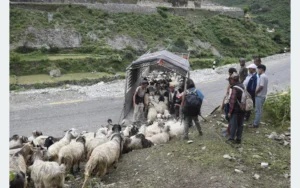 सहरको स्वादका लागि छुट्छ हिमालको दसैँ–तिहार
