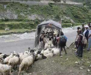 सहरको स्वादका लागि छुट्छ हिमालको दसैँ–तिहार