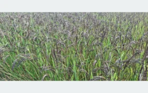 बाँकेमा कालानमक धानको संरक्षण गरिँदै