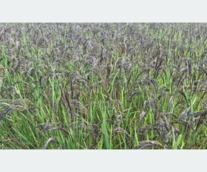 बाँकेमा कालानमक धानको संरक्षण गरिँदै