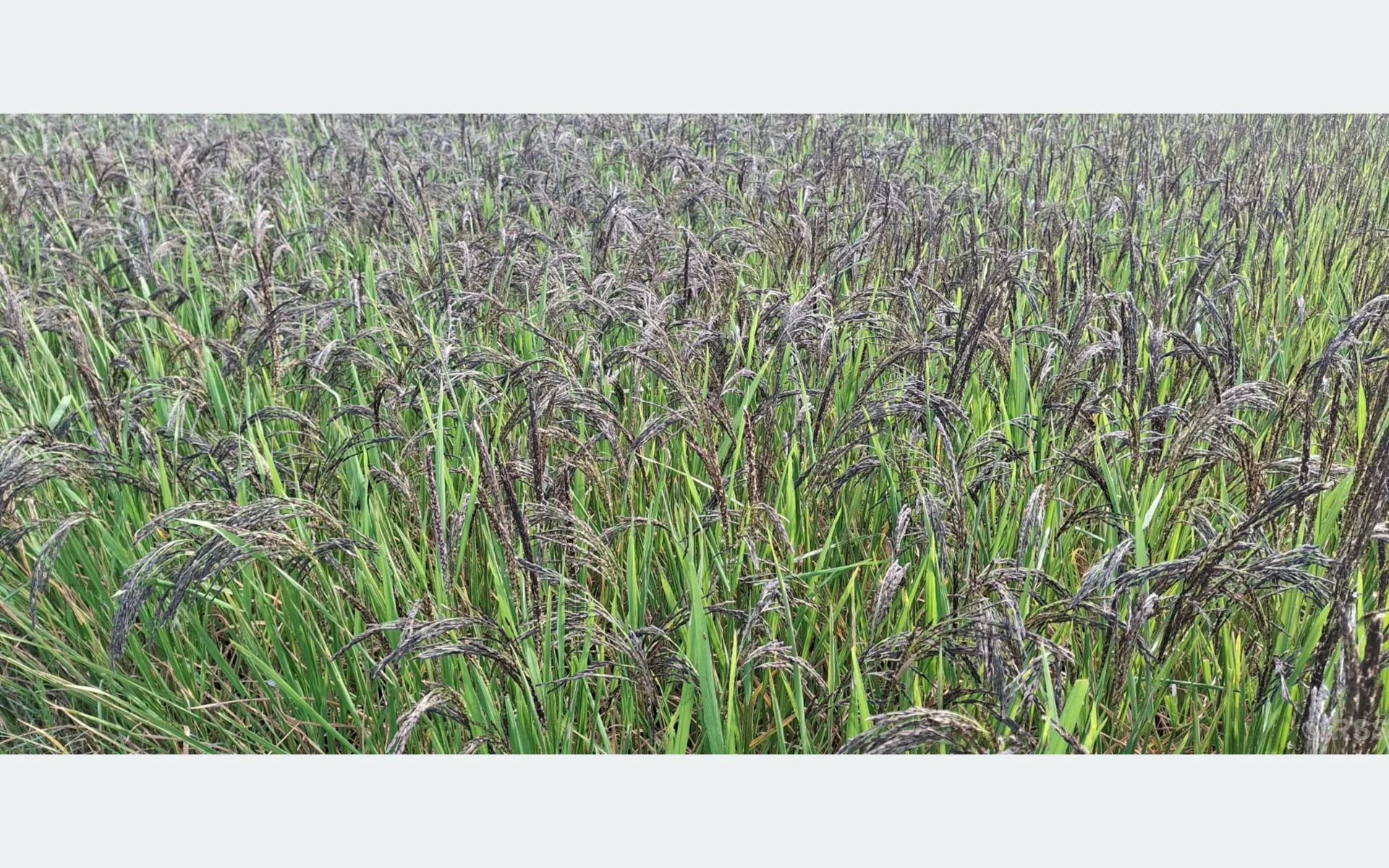 बाँकेमा कालानमक धानको संरक्षण गरिँदै