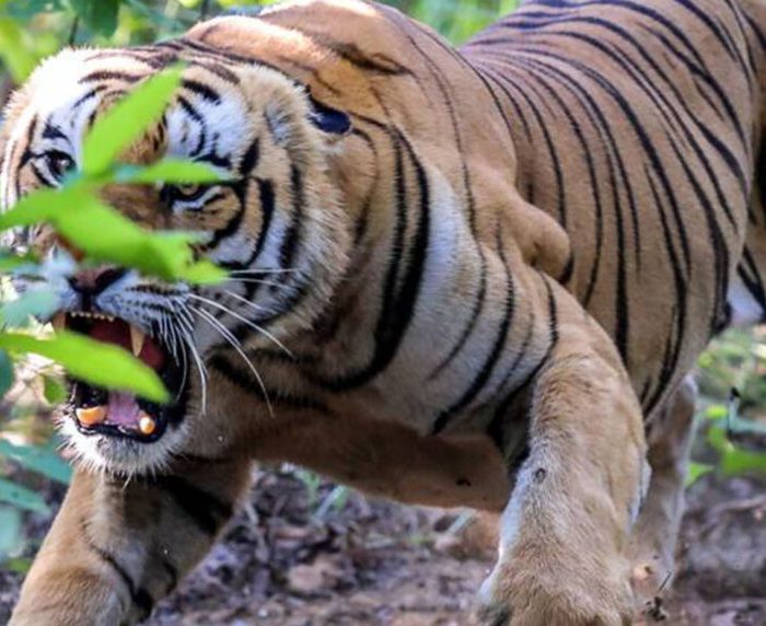 सल्यान–सुर्खेतमा बाघको त्रास : एक सातामै तीन जनाको ज्यान गयो - हेल्लो ...