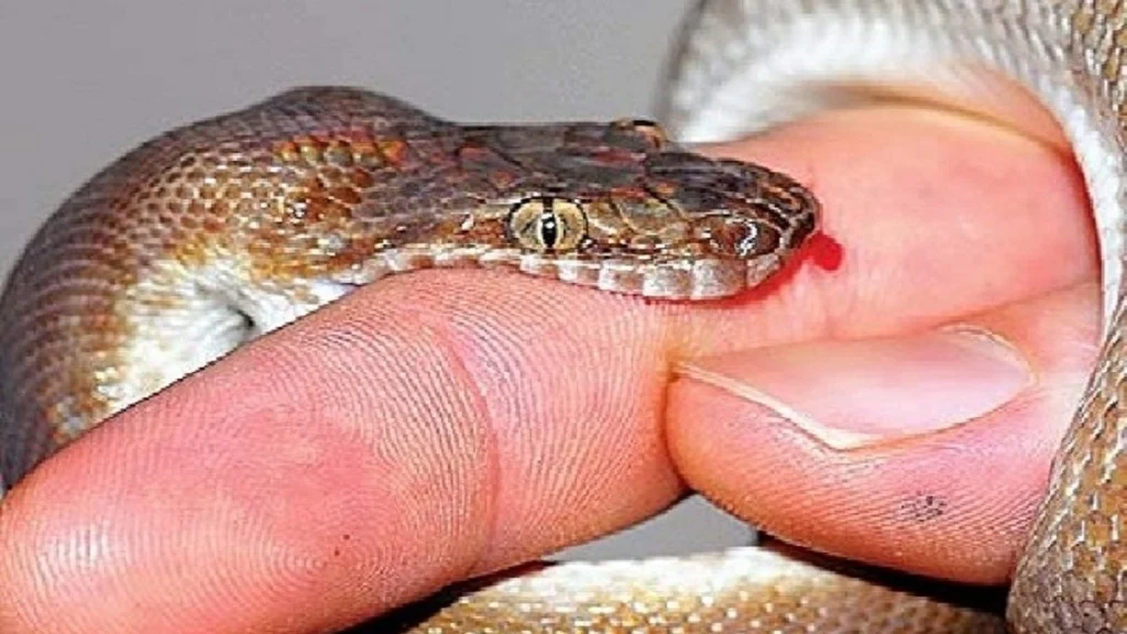 412331564snake-bite