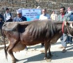 पनौती कुशादेबीका कृषकलाई लैनो गाई वितरण, गाई पकेट क्षेत्रमा ६० वटा गाई बितरण गरिने