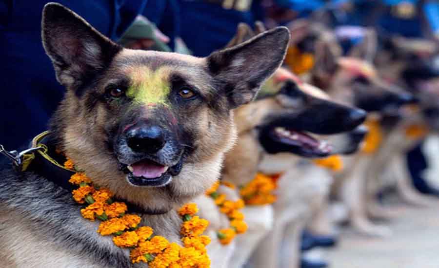 j नेपालीहरुको दोस्रो ठुलो चाड तिहारको तेस्रो दिन आज, कुकुर तिहार मनाईदै