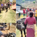 स्थानीय पाडीबाच्छी हुर्काउन किसानलाई १० हजारसम्म प्रोत्साहन