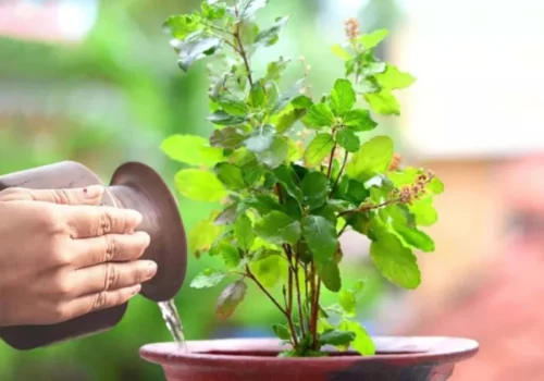 आज हरिशयनी एकादशी : घर–घरमा तुलसीको बिरुवा सारिँदै
