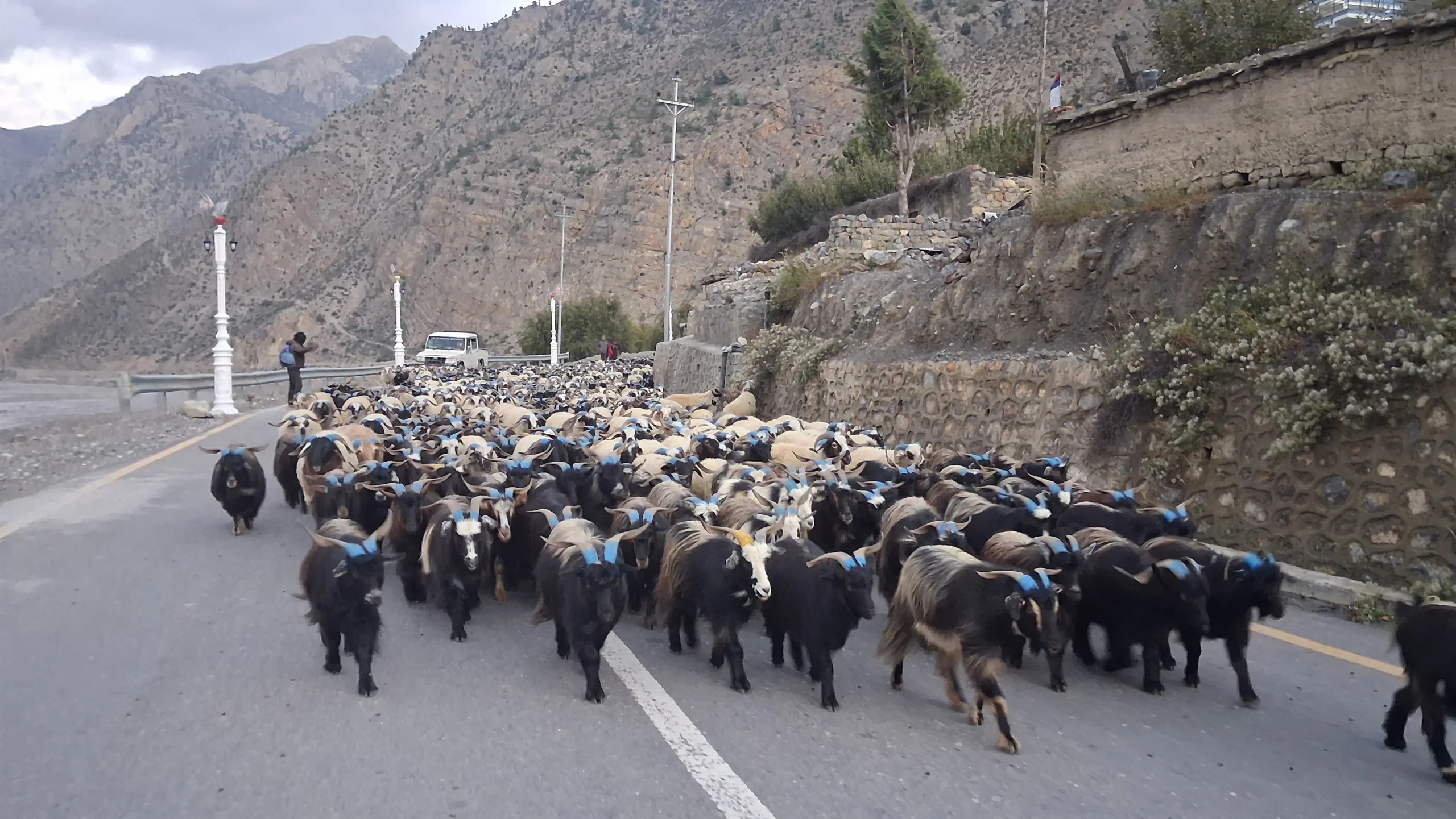 हिउँ छिचोल्दै एक हजार भेडाच्याङ्ग्रा मुस्ताङ आइपुगे