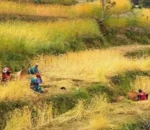 कात्तिक १५ गतेपछि मात्र धान भित्र्याउनु : कृषि विकास कार्यालय धादिङ