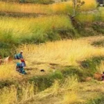 कात्तिक १५ गतेपछि मात्र धान भित्र्याउनु : कृषि विकास कार्यालय धादिङ