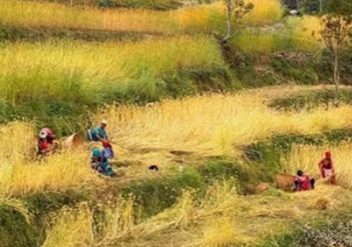 कात्तिक १५ गतेपछि मात्र धान भित्र्याउनु : कृषि विकास कार्यालय धादिङ