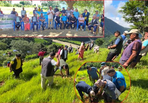निजामती सेवा दिवसको अवसरमा धादिङमा वृक्षारोपण