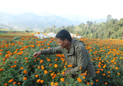 धादिङका फूल खेती किसानलाई लगानी उठाउनै हम्य