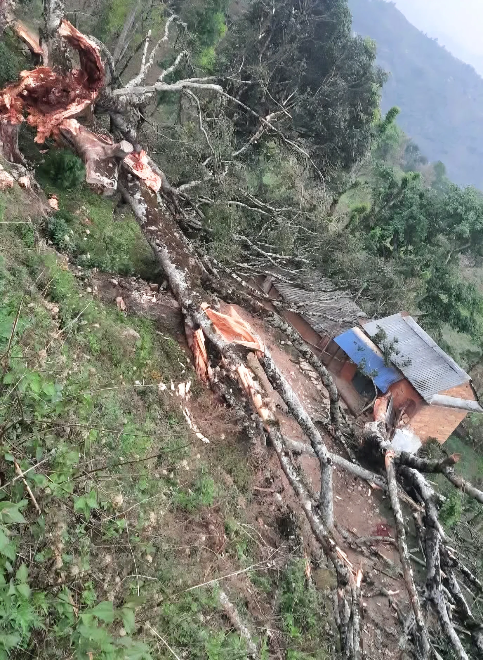 हावाहुरीले ढलेको रुखले लाग्दा धादिङमा एकको मृत्यु